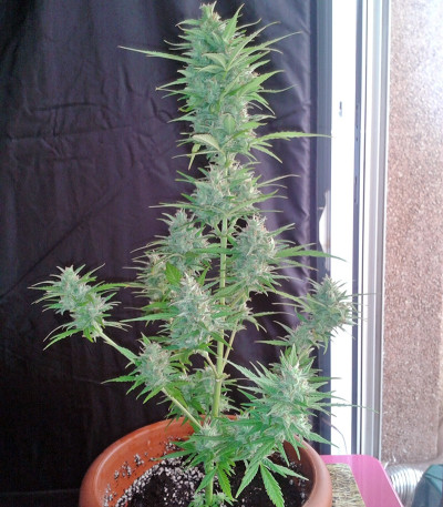 Blue Mammoth Auto fem семена конопли