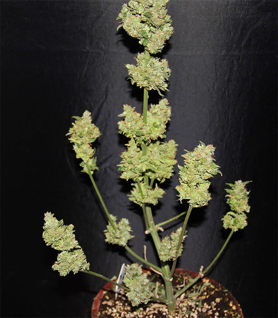 CBD Auto 20:1 fem (FastBuds) семена конопли