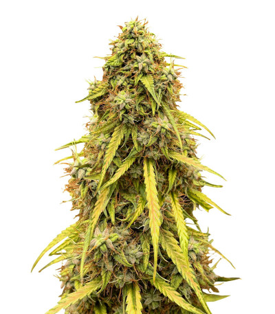 CBD Lemon Auto fem (Herbies Seeds) семена конопли