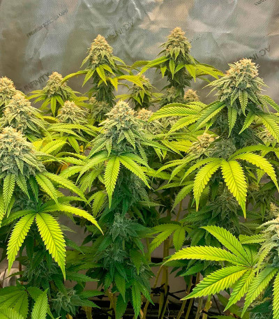 Candy Store RBX fem (Ethos Genetics) семена конопли