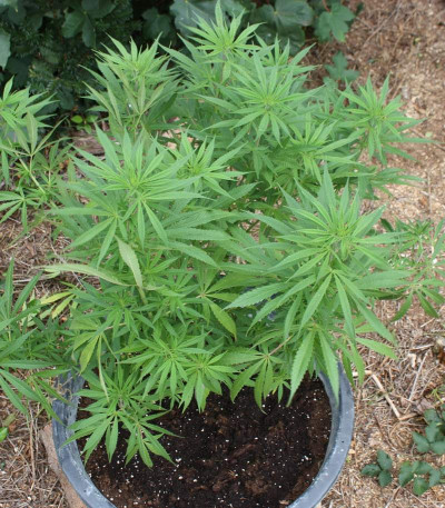 Cheese fem (Vision Seeds) семена конопли