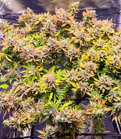 Chem Cookies fem (AlphaFem Seeds) семена конопли