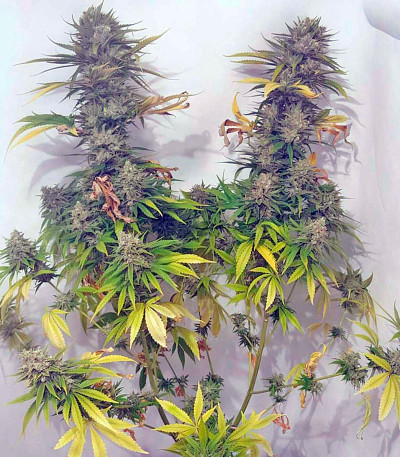 Chocolate Mint OG fem семена конопли