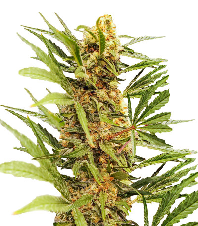 Dozy Cake fem (AlphaFem Seeds) семена конопли