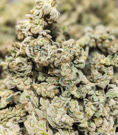 Dozy Cake fem (AlphaFem Seeds) семена конопли