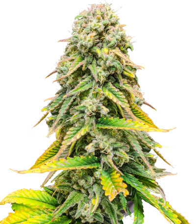 Fat Banana fem (Royal Queen Seeds) семена конопли