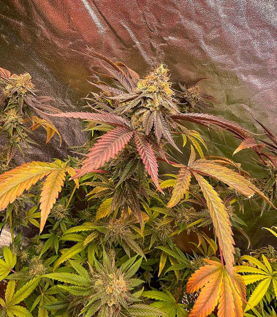 GMO Zkittlez F1 reg (Ethos Genetics) семена конопли