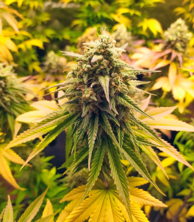 Gorilla Glue #4 fem (Original Sensible Seeds) семена конопли