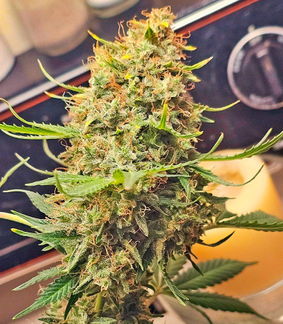 Grandmommy Purple Auto fem (Herbies Seeds) семена конопли