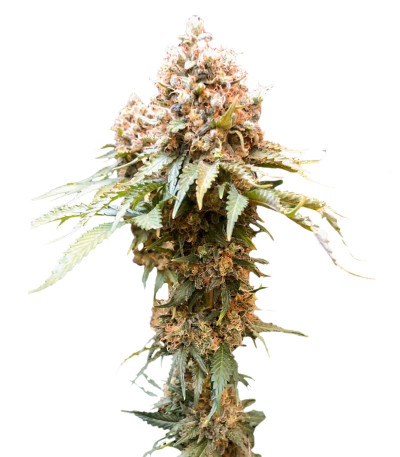 Ice Cream Ghost Train fem семена конопли