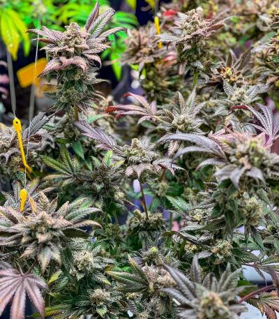 Insane OG семена конопли