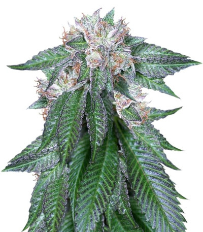Master Kush fem (Humboldt Seeds) семена конопли