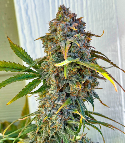 Orange President Auto fem (FastBuds) семена конопли