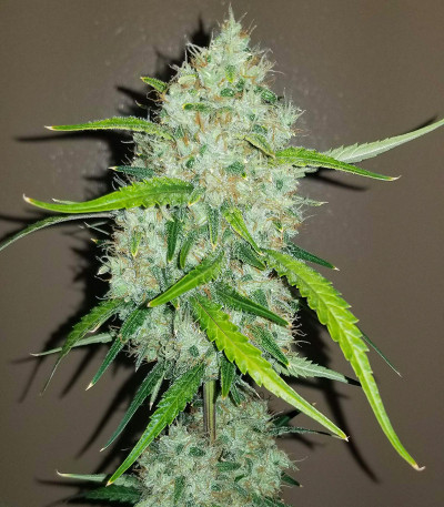 Original Auto Chemdawg fem (FastBuds) семена конопли