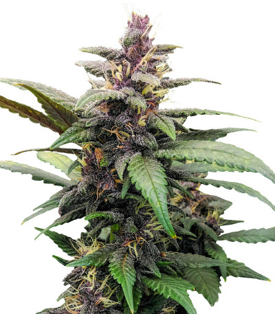 Purple Mazar Auto (Kalashnikov Seeds) семена конопли