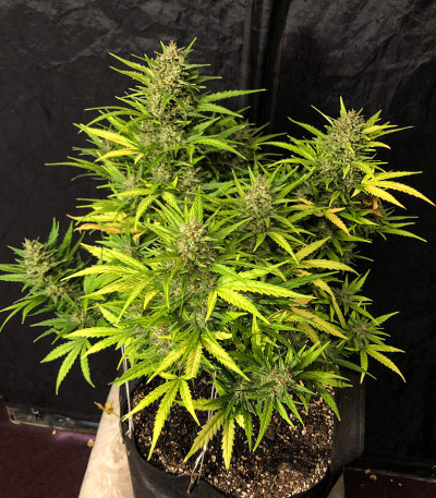 Rhino Ryder Auto fem (FastBuds) семена конопли
