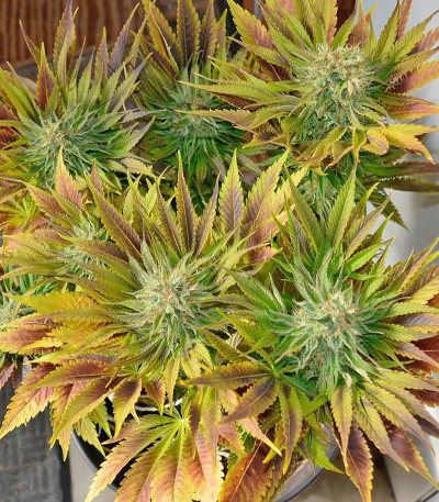 Silver Haze fem (Vision Seeds) семена конопли
