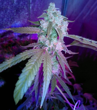 StarRyder Auto fem (Dutch Passion) семена конопли