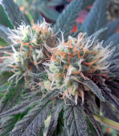 Super Skunk fem (Nirvana Seeds) семена конопли