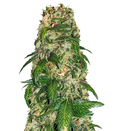 Sweet Tooth #1 fem (Barney's Farm) семена конопли