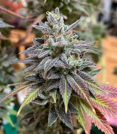 White Wedding RBX fem (Ethos Genetics) семена конопли