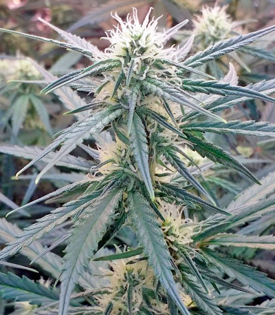 White Cheese Autoflowering fem (Dinafem Seeds) семена конопли