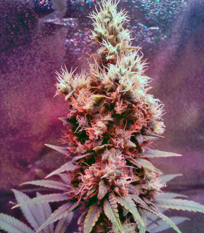 Yumbolt 47 fem (World of Seeds) семена конопли