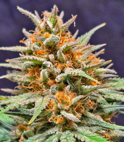 Z-Up Auto fem (FastBuds) семена конопли