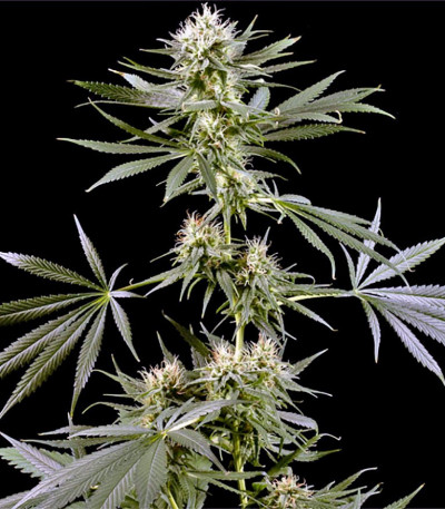 Arjan's Haze #2 fem семена конопли