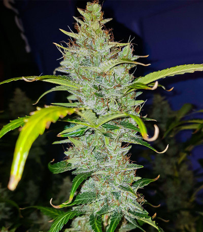 Auto Skywalker Haze fem (Dutch Passion) семена конопли
