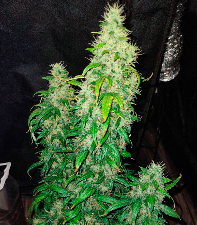 Black Orchid fem (Original Sensible Seeds) семена конопли