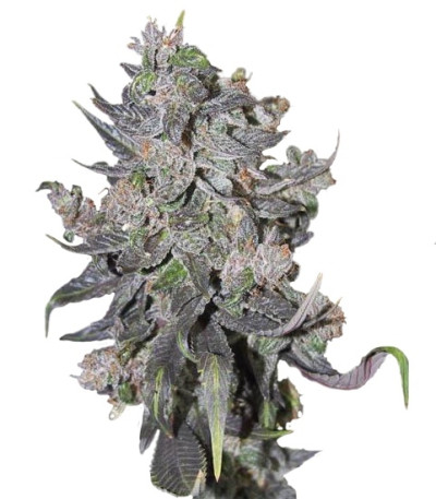 Blue Mystic Automatic (Blueberry Auto) fem (Nirvana Seeds) семена конопли