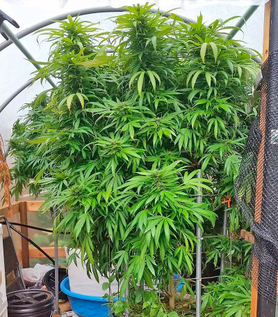 Blue Dream fem (Humboldt Seeds) семена конопли