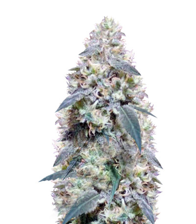 Bona Dea CBD+ fem (Vision Seeds) семена конопли