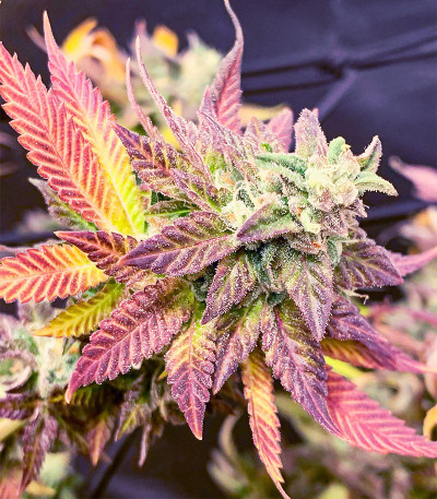 Chem Cookies fem (AlphaFem Seeds) семена конопли