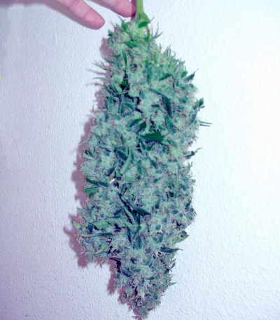 Chronic Haze fem (World of Seeds) семена конопли