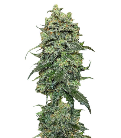 Cookies Gelato fem (Royal Queen Seeds) семена конопли