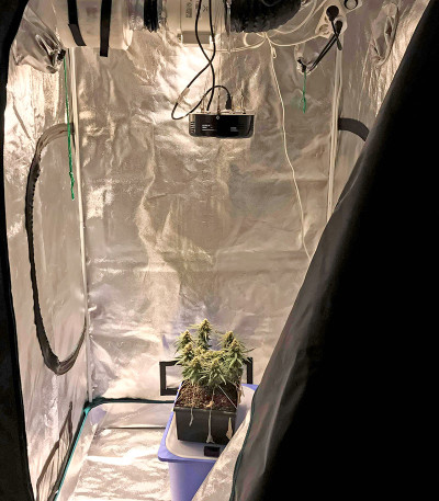 Critical Cheese Autoflowering fem (Dinafem Seeds) семена конопли