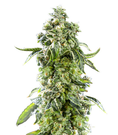 Fem Mix Pack #1 fem (Herbies Seeds) микс семян конопли