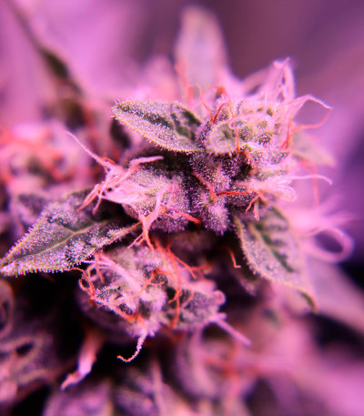 Durban Poison Auto fem (Humboldt Seed Company) семена конопли