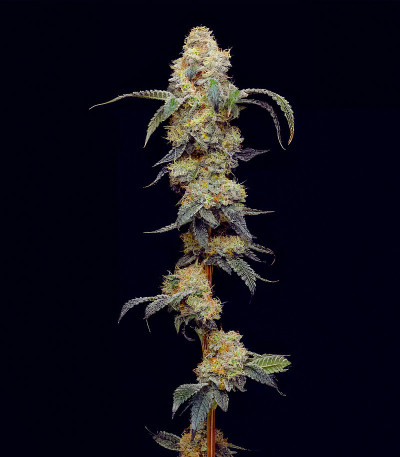 Farmer’s Daughter fem (Humboldt Seed Company) семена конопли