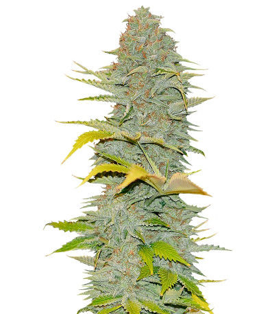 Furious Candy fem семена конопли