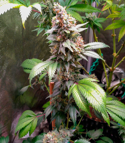 Gelato #45 fem (Barney's Farm) семена конопли