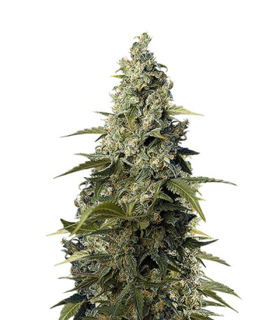 Сорт Honey Peach CBD от Sweet Seeds