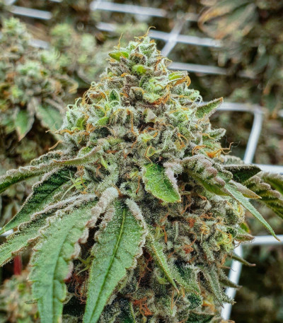 La Bomba fem (Compound Genetics) семена конопли