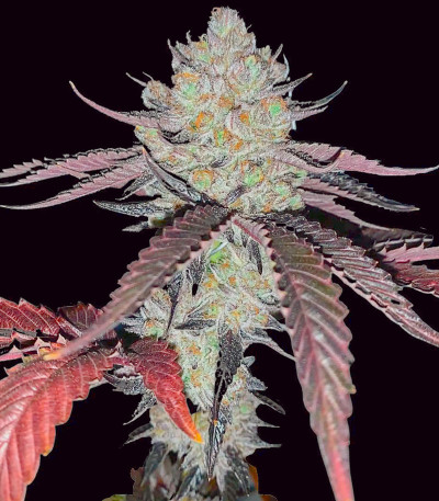 Marshmallow OG fem (Compound Genetics) семена конопли