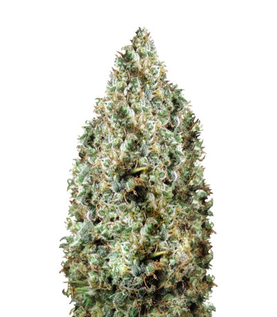 Northern Light fem (Victory Seeds) семена конопли