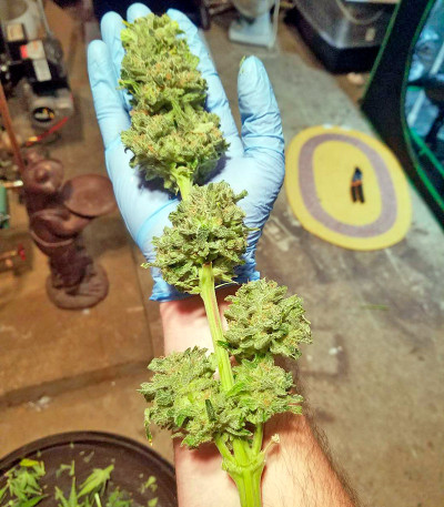 Northern Lights fem (00 Seeds) семена конопли