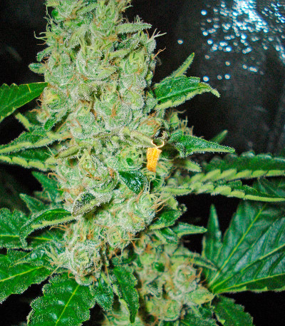 Northern Lights fem (Nirvana Seeds) семена конопли