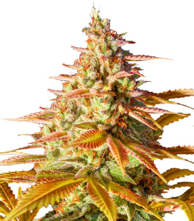 Original Clon fem (Blimburn Seeds) семена конопли